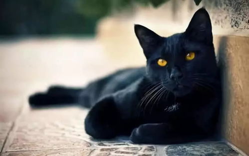 双瞳猫是什么品种？