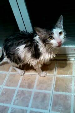 猫为什么怕水,怎么引导它洗澡,用什么洗漱用品 
