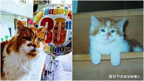 猫能活多久 世界上最古老的猫死于31岁 它还不是最长寿的