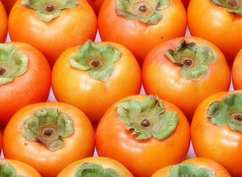 脆柿是哪个季节的水果 就是没熟的柿子吗 什么时候成熟
