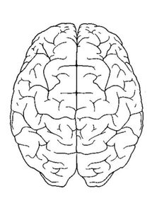 大脑简笔画 简易图片