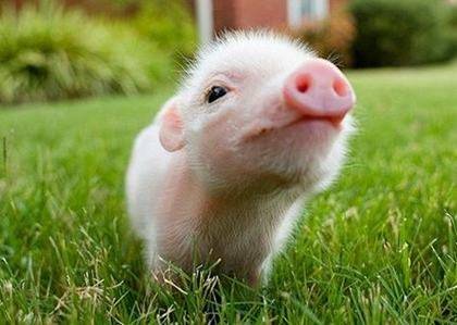 属猪过年出生的人是什么命,属猪正月初一出生的命运