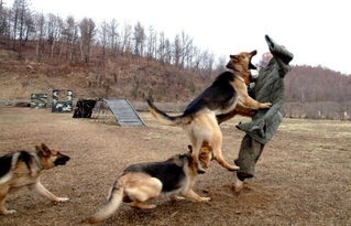 朝鲜士兵放狗撕咬 韩国国防部长 