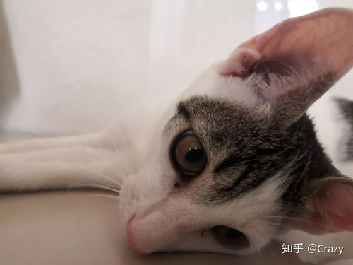 猫是什么 能吃吗 