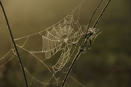 蜘蛛的网怎么弄好看 蜘蛛织网怎么夸奖它