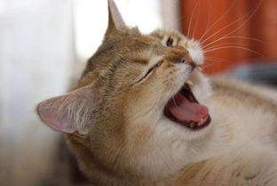 貓偶爾打噴嚏正常嗎