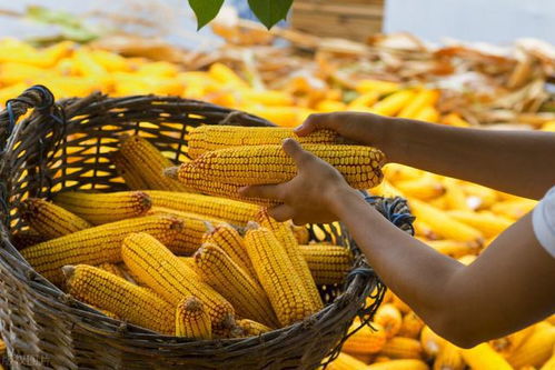 2023年河南几月收玉米 2023年几月份收玉米
