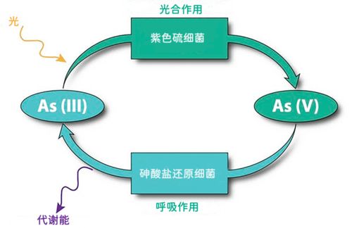 在古老的无氧世界,它们靠什么生存下来