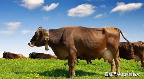 牛繁育要点 如何提升母牛配种技术水平