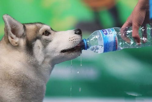 给狗狗喝水也会出事 常见的6大误区,很多人不知道