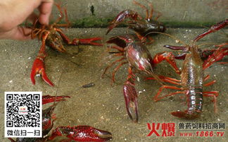 小龙虾养殖成本 小龙虾养殖利润 小龙虾的养殖技术 