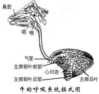 喉管插气管有危险吗(喉管插气管图片)