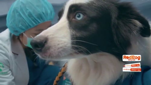 宠物医院2,医生表示弃养狗狗的人没有责任心,做绝育很有必要 