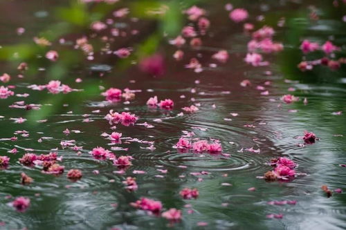 谷雨 一口新茶,治好了古人的伤春病