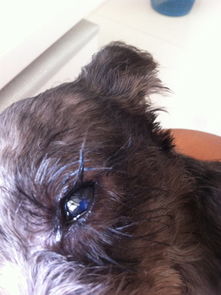 有没有宠物专家 我家狗眼球一只发蓝模糊不清感觉一层膜 眼球感觉不圆 眼球发蓝部分鼓出来了 