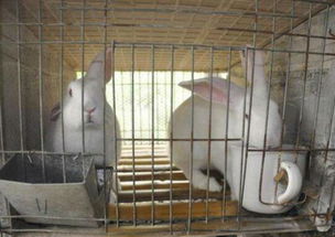 兔子品种有哪些 兔子怎么养 兔子常见病有哪些 