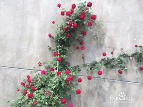 月季花墙制作全过程(月季花墙绘)