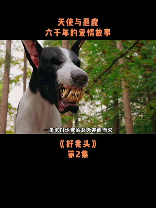 这是一条来自地狱的恶犬,但他转眼竟变成可爱的小狗 