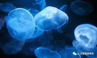 海洋生物冷知识百科(海洋生物小知识的秒懂百科)