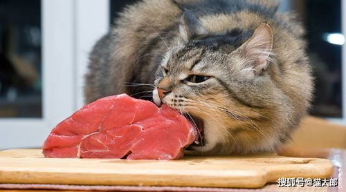 给猫吃生肉真的好吗 有哪些注意事项