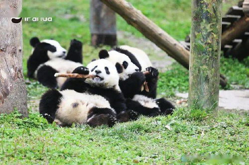 韩国艺人违规接触熊猫幼崽,14亿人众怒 别把无知当爱心