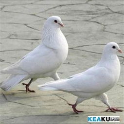 大家帮我辨别这只白色鸽子是公还是母,脚趾两只都一样长的两边都是 