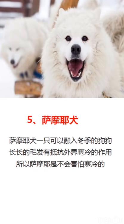 在冬季,这五种狗狗最不怕冷了 