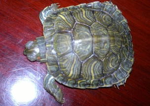 我的巴西龟放在鱼缸里和鱼一起养了一段时间,今天发现它眼镜肿了 请问怎么治疗 