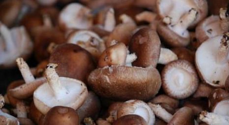 为什么在新西兰蘑菇很贵(新西兰为什么那么多冰激凌店)