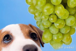 狗吃葡萄为什么会死 