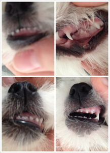 帮我看看我的狗狗几个月大 有牙齿照片 