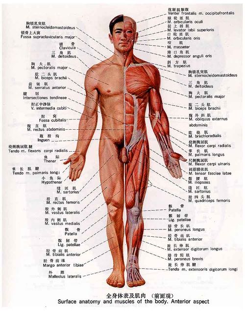 人体解剖学 研究正常人体形态和构造的科学 搜狗百科 