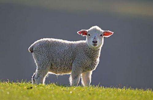 属羊人 5月中旬起记得留意一个人,他将是你2021年的小人