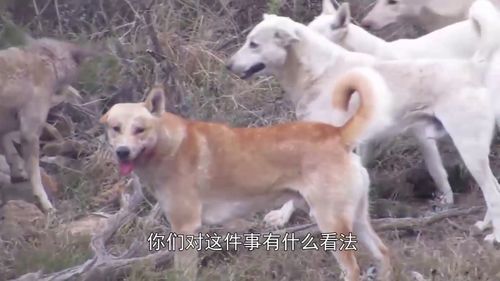 一只流浪狗遭狗群围攻,流浪狗这样做,直接吓跑了狗群 