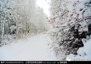 风雪励志诗句_战严寒斗风雪诗句？