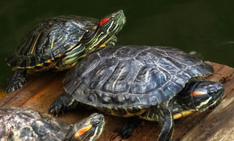 草龟和巴西龟的区别,你们知道吗