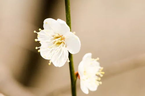 西安年 最中国 姓名中有 梅 字的游客,西安植物园邀你们免费赏梅啦 