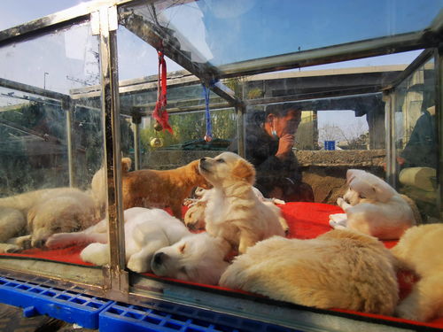 河南郑州一社区全面禁止养狗 有居民表示 养狗影响福利发放还会被罚款,无奈只能把狗送走
