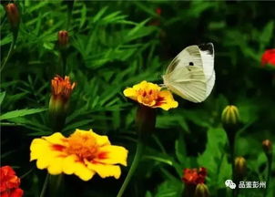 芒种悄然至,人生丰收时