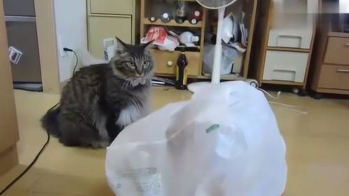 缅甸猫看着塑料袋里的橘猫 你怎么会这么有趣 