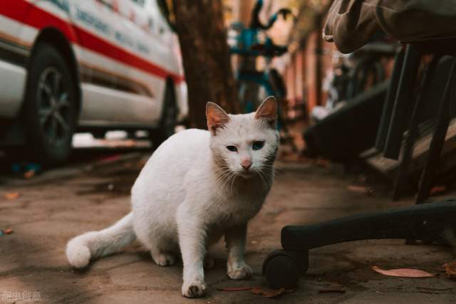 喂食流浪猫到底是在帮助它们,还是在害它们