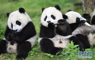 2019大熊猫最新数据发布 全球圈养大熊猫数量达600只