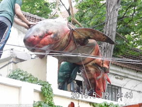 男子购买六米食人鲨 用吊车运进家曾分鲨肉给邻居吃 
