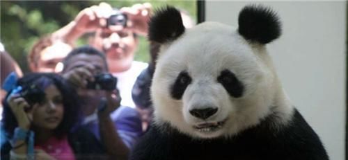 世界上唯一不属于中国的2只大熊猫,永远无法回到家乡,让人惋惜