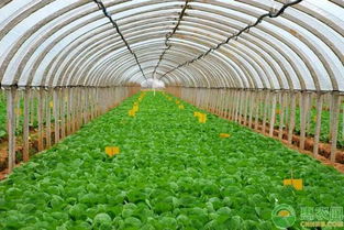早春蔬菜种植要点及地膜铺设方法