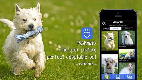 宠物也能用图片搜索 PetMatch能帮你领养到心仪的宠物