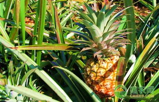 37 菠萝种植技术及菠萝常见病虫害防治方法 农资有话说 百业网 