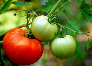 水果属于什么作物,西红柿是属于水果，属于蔬菜，为什么