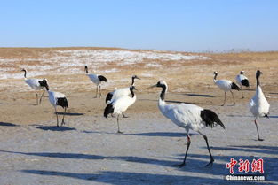 白雪覆盖了扎龙自然保护区 群鹤翔空 