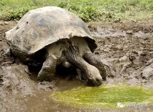 平塔岛象龟 有望重生 